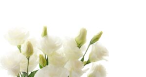 最もシンプルな直葬（火葬式）｜堺市での価格帯と注意点