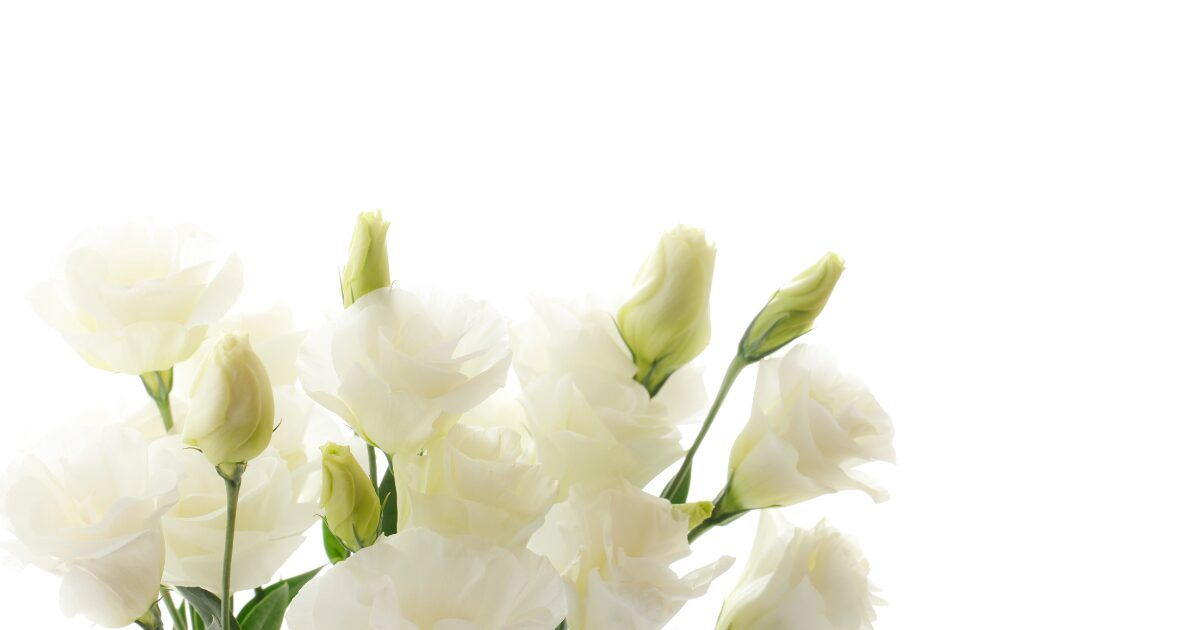 最もシンプルな直葬（火葬式）｜堺市での価格帯と注意点