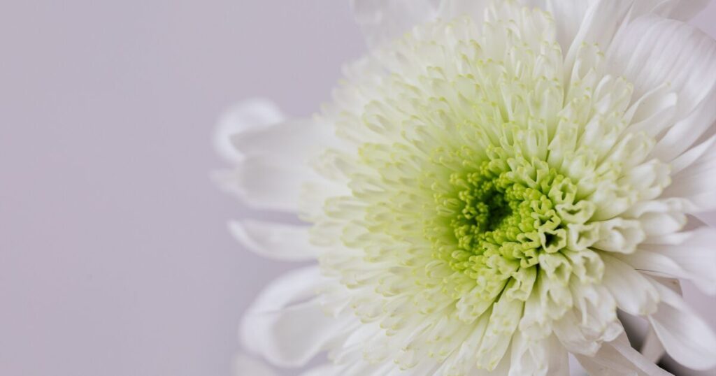 通夜なしでシンプルに送る一日葬｜堺市の費用相場・流れ・式場とおすすめプラン比較