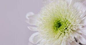 通夜なしでシンプルに送る一日葬｜堺市の費用相場・流れ・式場とおすすめプラン比較