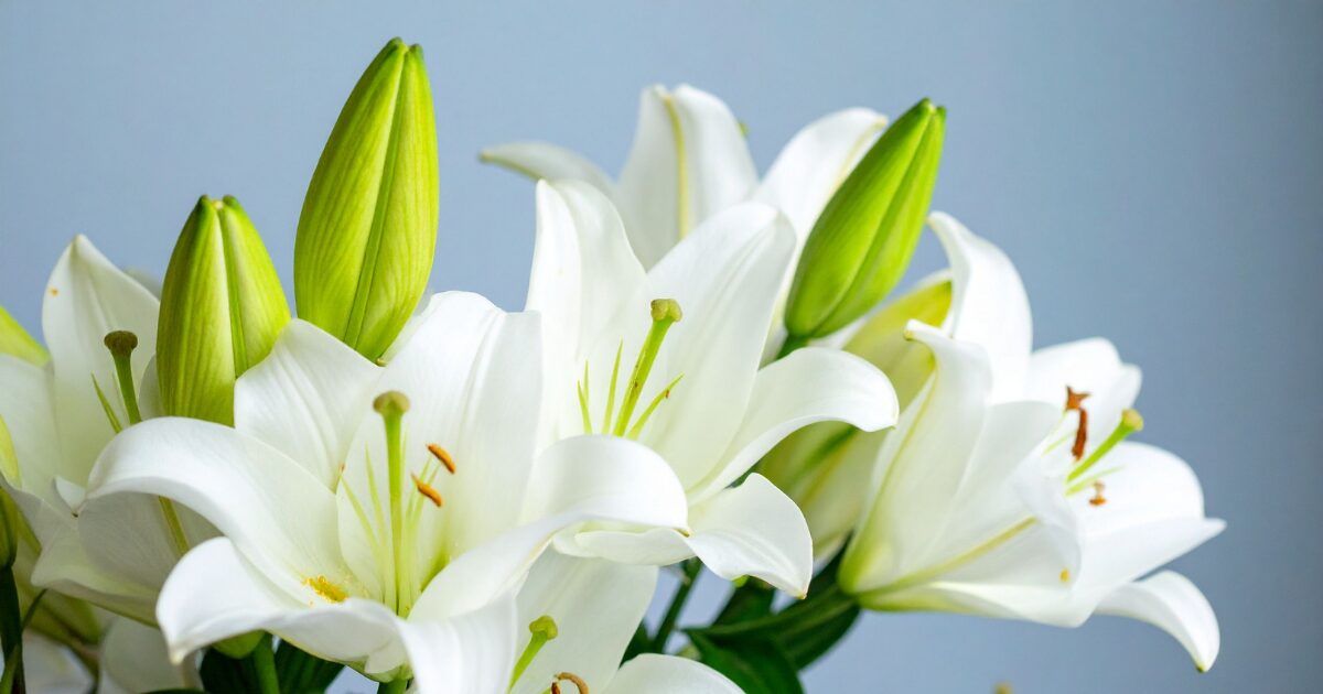 堺市の家族葬プランを徹底比較｜費用・サービス・参列規模の違いと選び方